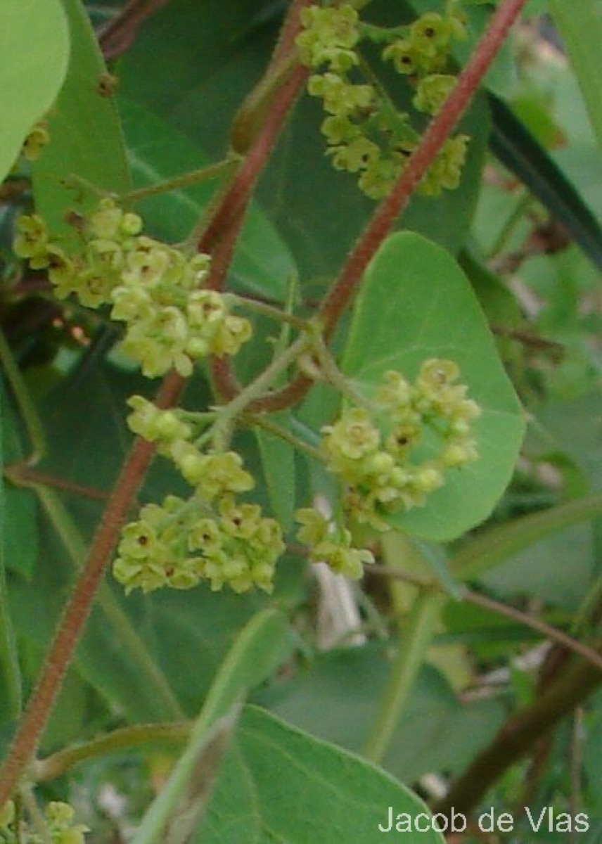 Cissampelos pareira L.
